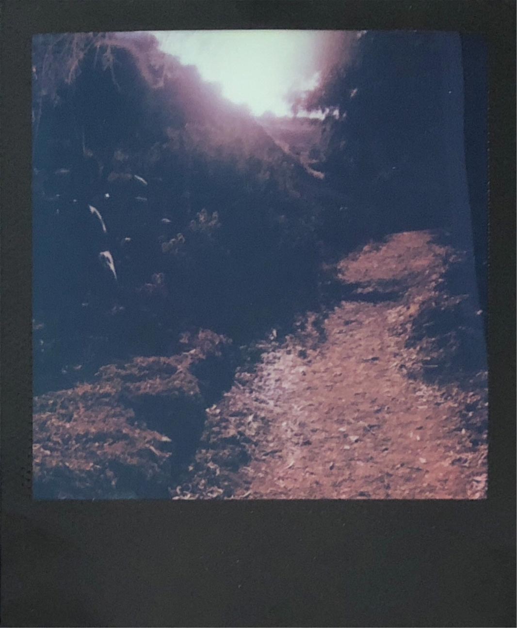 Polaroid Image