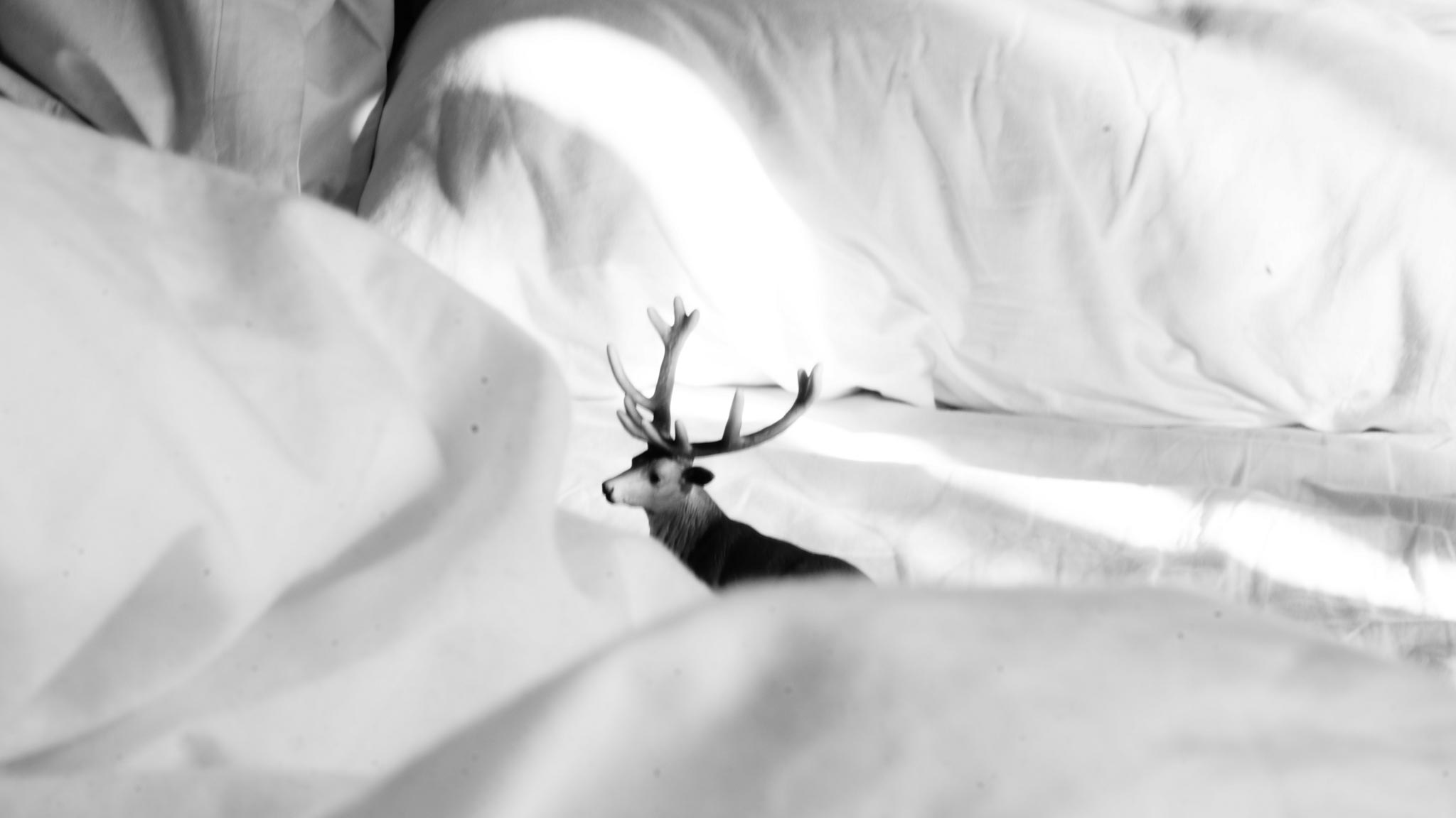 StillLife Image