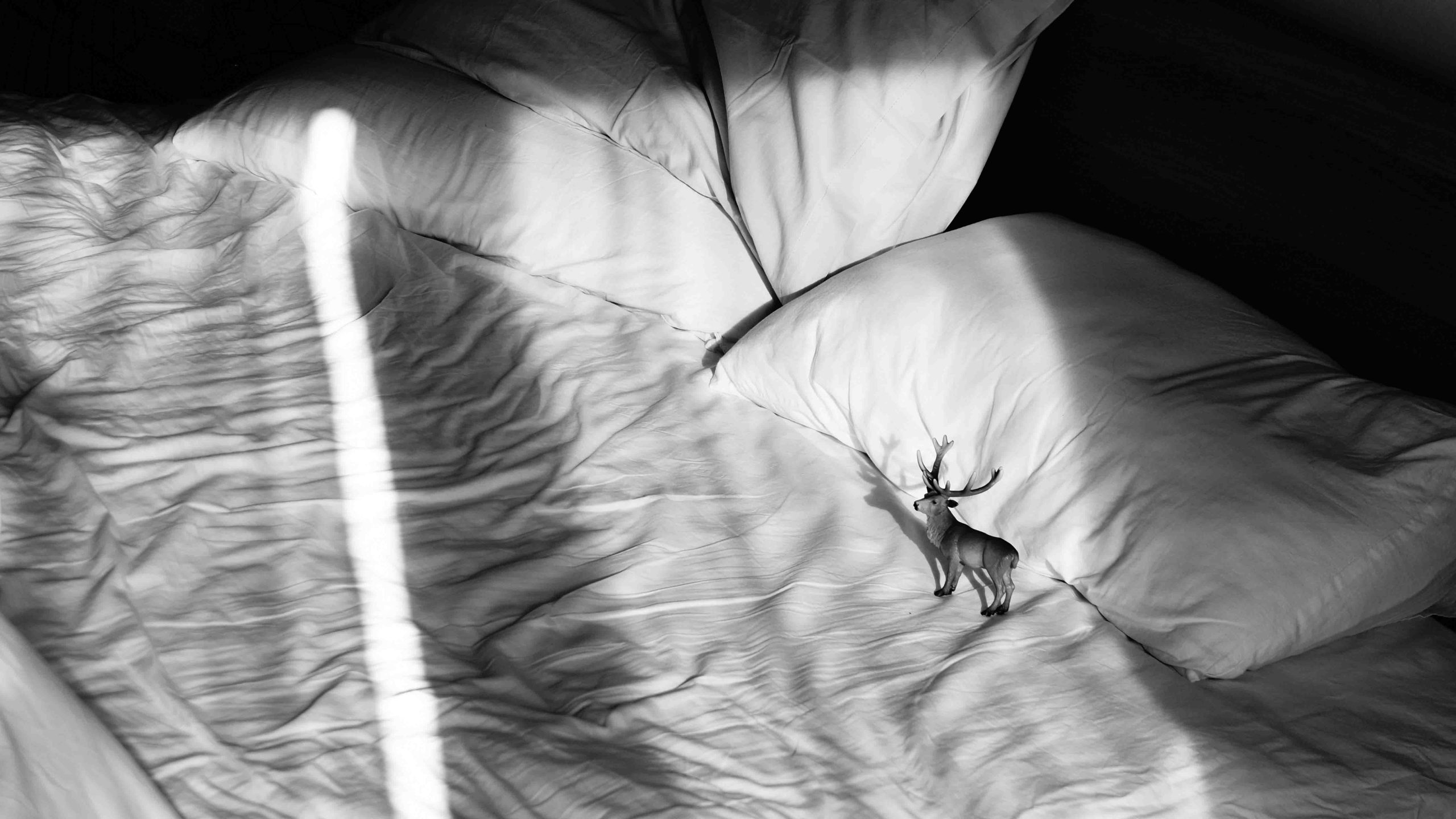 StillLife Image