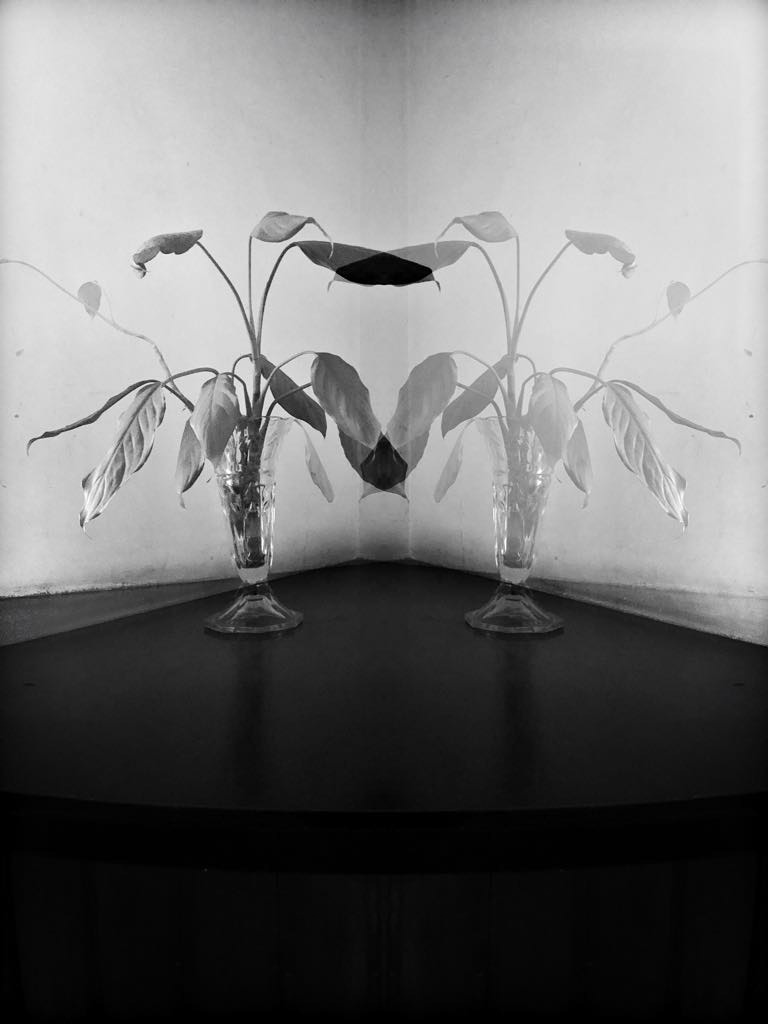 StillLife Image