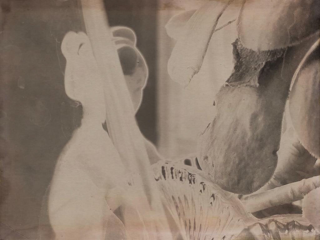 StillLife Image