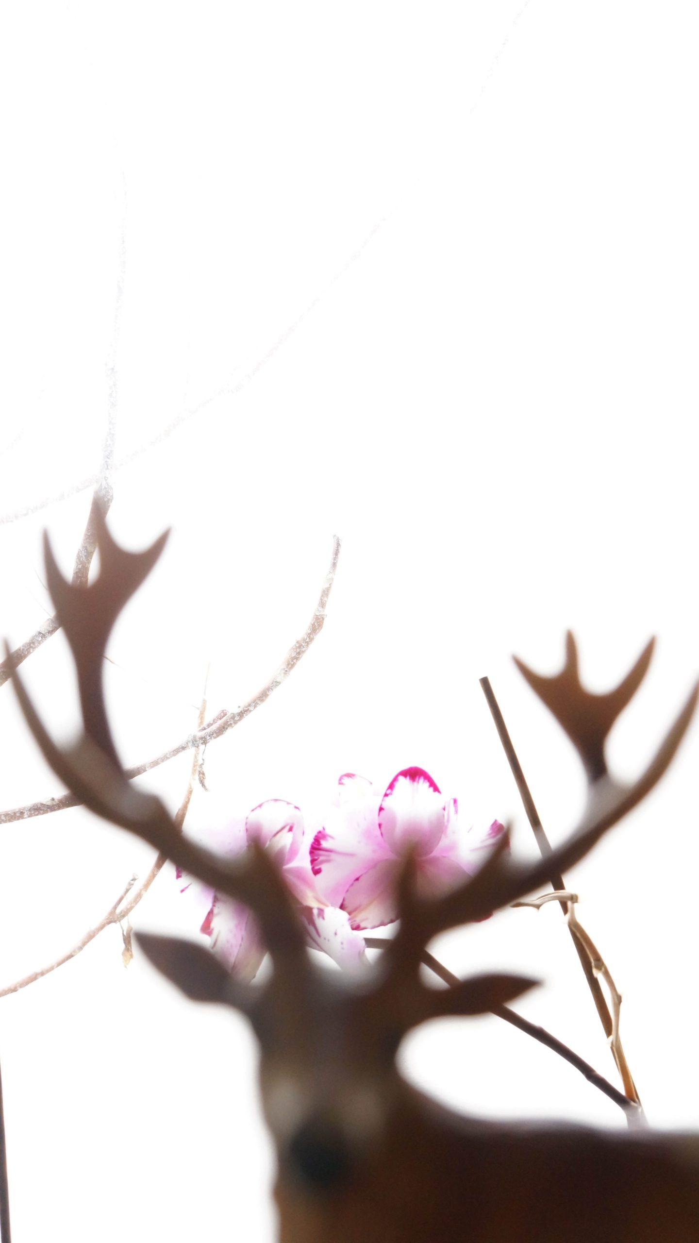 StillLife Image