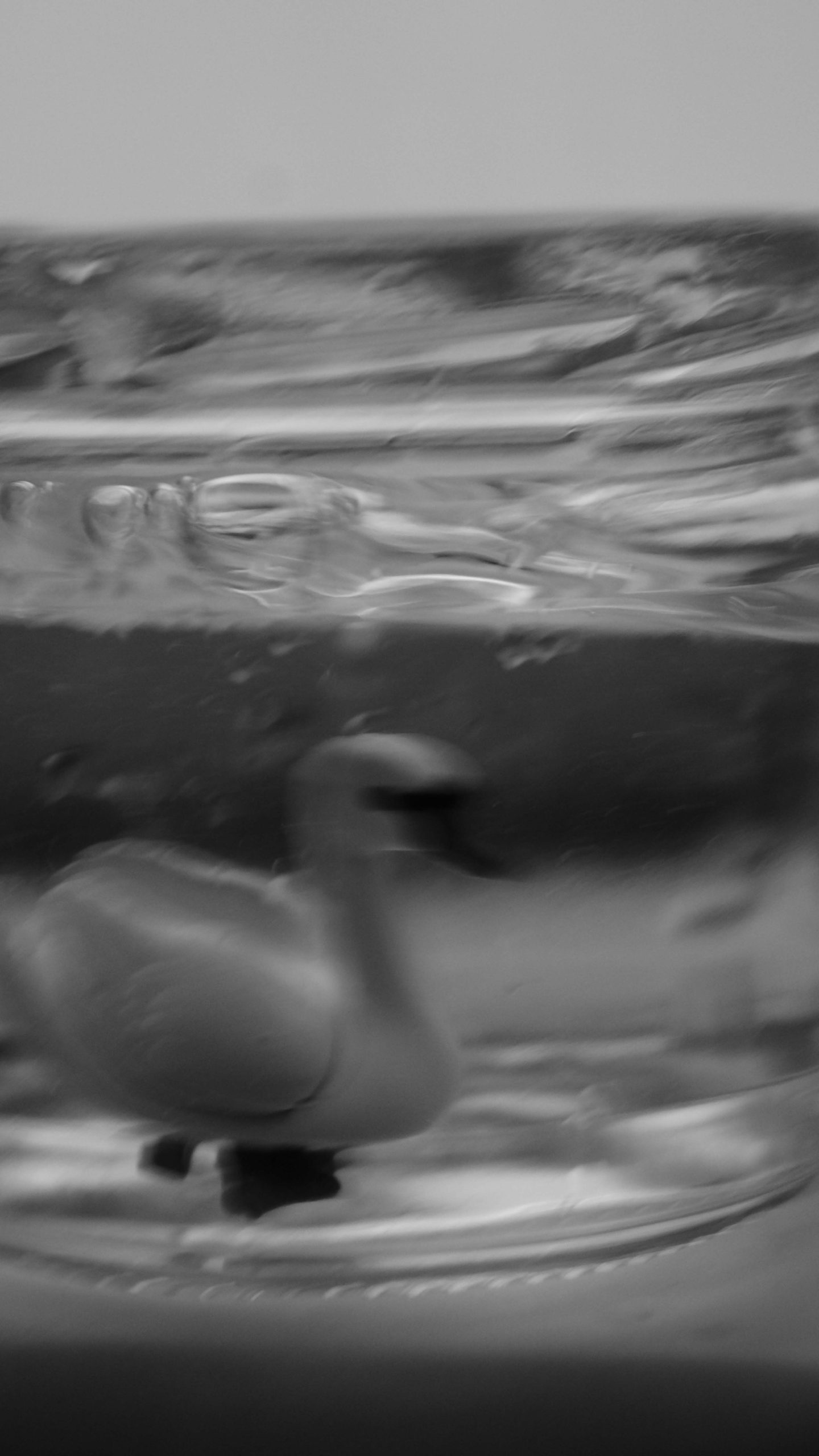 StillLife Image